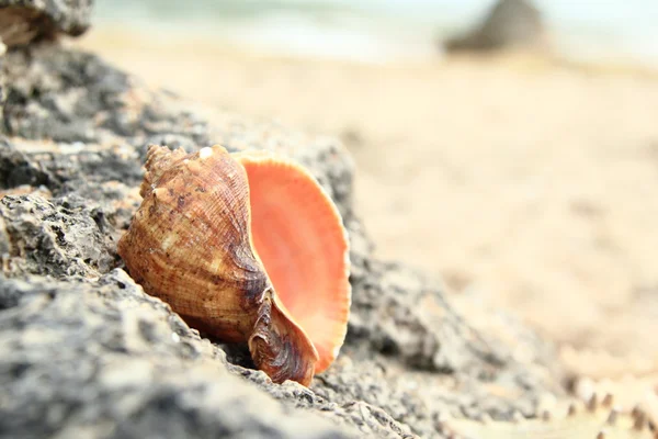 Conchas do mar e águas costeiras — Fotografia de Stock