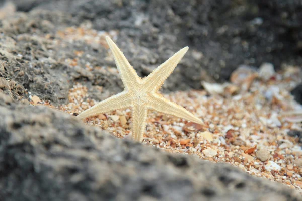 Deniz dekor tasarımı için
