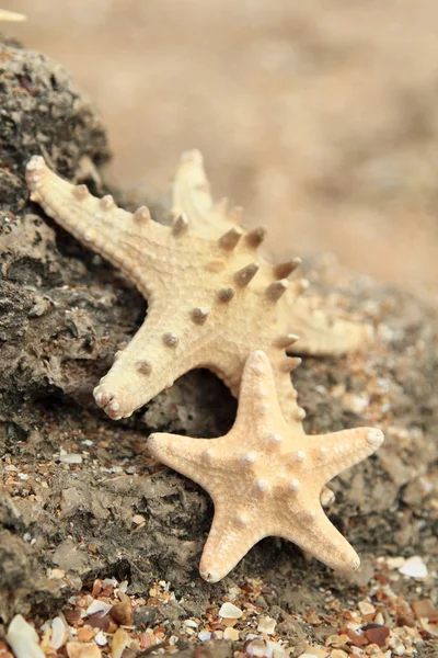 Große schöne Seesterne liegen auf den Felsen am Strand, verschwommener Hintergrund — Stockfoto