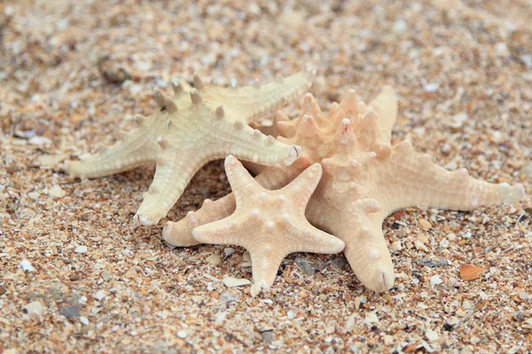 Három különböző méretű tengeri csillag, a strandon — Stock Fotó