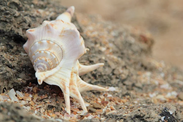 Grande belle coquille de mer se trouve sur les pierres sur la plage, fond flou — Photo