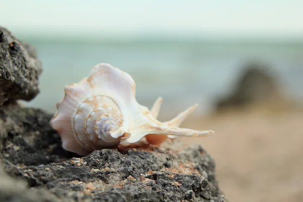 Cáscara de mar exótica yaciendo en una gran roca en el mar — Foto de Stock