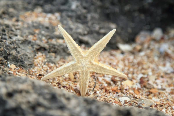 海边的贝壳和海星 — 图库照片