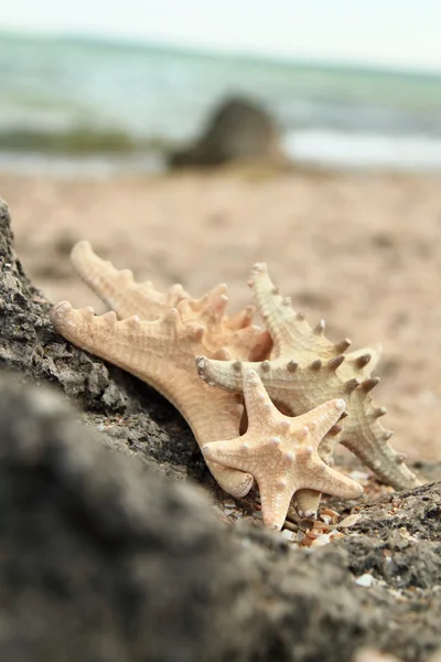 Tengeri kagyló és a tengerek — Stock Fotó