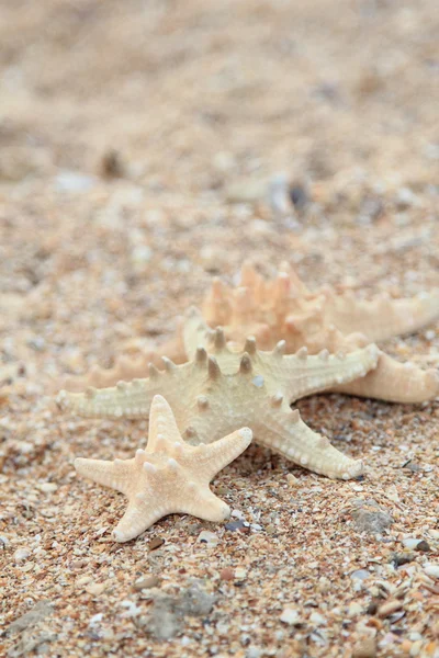 Stelle marine nella sabbia della spiaggia - copia lo spazio — Foto Stock