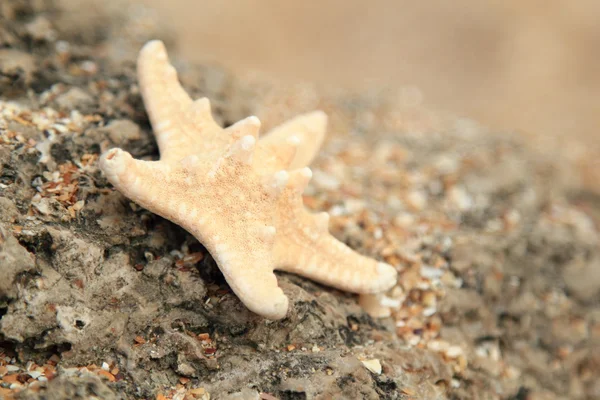 躺在海中的一块大石头上的异国情调美丽海星 — 图库照片