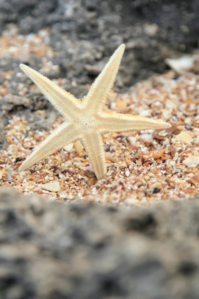 Deniz kabukları ve deniz kıyısı