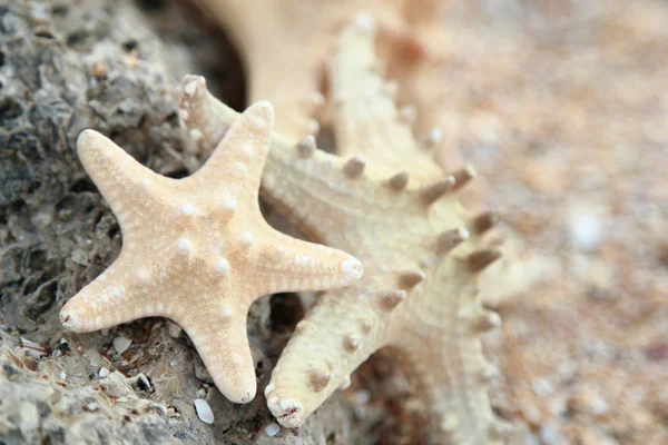 Yaz aylarında sahilde deniz yıldızı