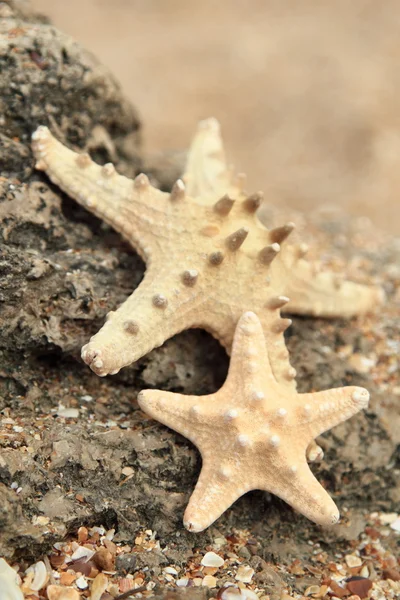 Deniz kabukları ve deniz kıyısı