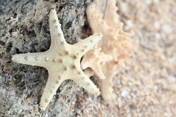 Estrella de mar en la arena de la playa - espacio para copiar — Foto de Stock