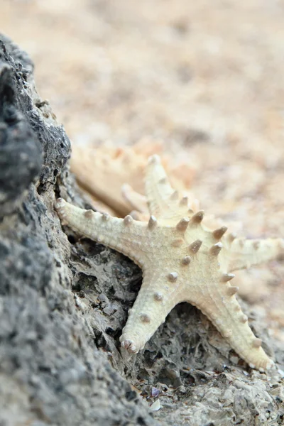 Star fish on sand background — Stock Photo, Image