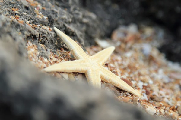 Deniz dekor tasarımı için