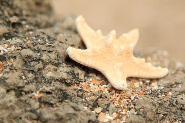 Hermosa estrella de mar exótica yaciendo en una gran roca en el mar — Foto de Stock