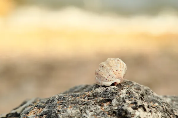 Nahaufnahme einer großen exotischen Muschel auf einem großen Stein im verschwommenen Hintergrund. — Stockfoto