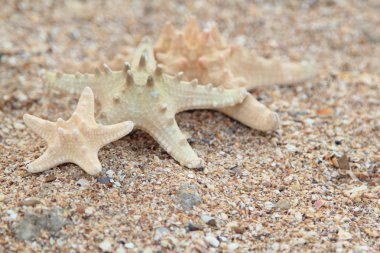kum zemin üzerine yıldız balık