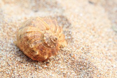 Arka planda kum olan deniz kabukları