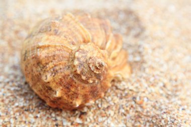 Deniz kabukları yaz aylarında kahverengi kum üzerinde