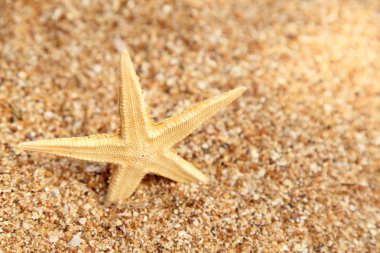 tatil egzotik duvar detay