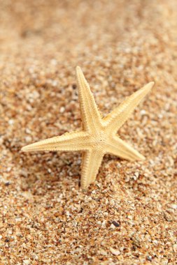 tatil egzotik duvar detay