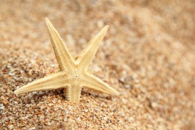 tatil egzotik duvar detay