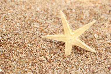 Sahilde denizyıldızı