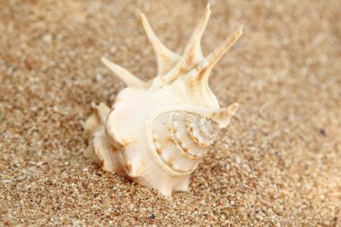 Deniz, kum ve kabukları
