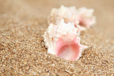 Arka planda kum olan deniz kabukları