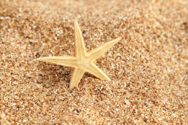 Kumdaki denizyıldızı.