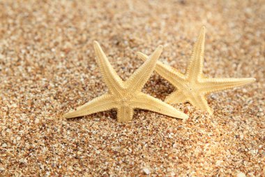 Kumdaki denizyıldızı.