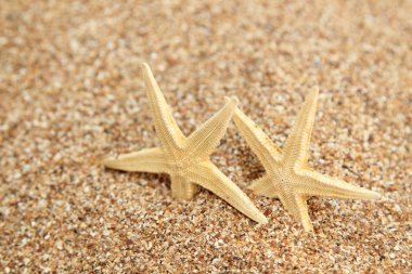 tatil egzotik duvar detay