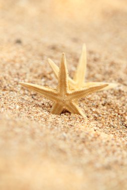 Kumdaki denizyıldızı.