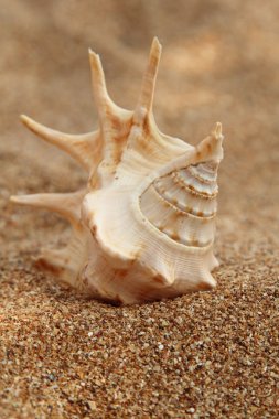 Arka planda kum olan deniz kabukları