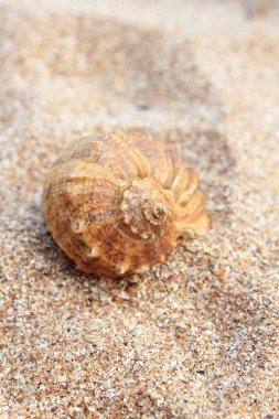 Deniz kabuğu üzerinde kahverengi kum yalan