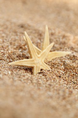 Sahilde denizyıldızı