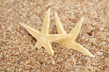 Sahilde denizyıldızı