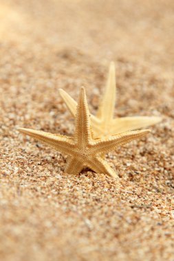 Sahilde denizyıldızı