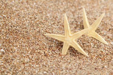 Sahilde denizyıldızı