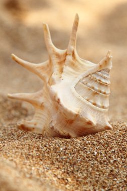 Sahilde denizyıldızı