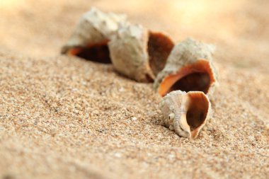 Sahilde denizyıldızı