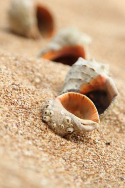 Sahilde denizyıldızı