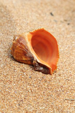Deniz kabuğu üzerinde kahverengi kum yalan