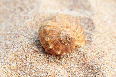 Deniz, kum ve kabukları