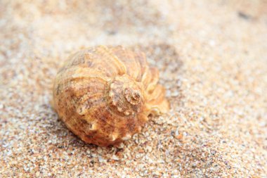 Deniz kabukları yaz aylarında kahverengi kum üzerinde
