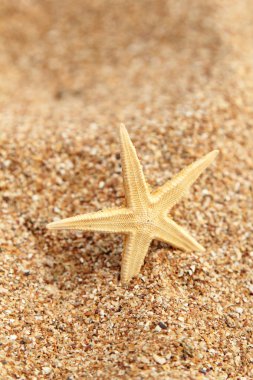Sahilde denizyıldızı