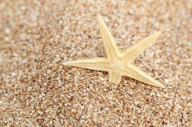 tatil egzotik duvar detay