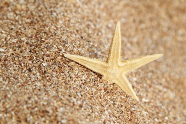 tatil egzotik duvar detay