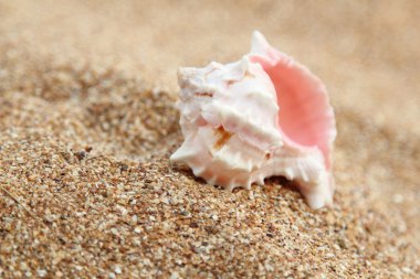 Deniz kabukları yaz aylarında kahverengi kum üzerinde