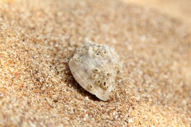 Yaz aylarında sahilde kum zemin üzerine eski deniz kabuğu