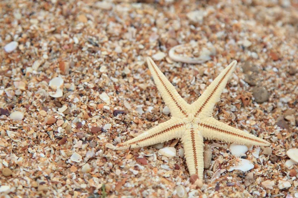 Star fisk på sand bakgrund — Stockfoto
