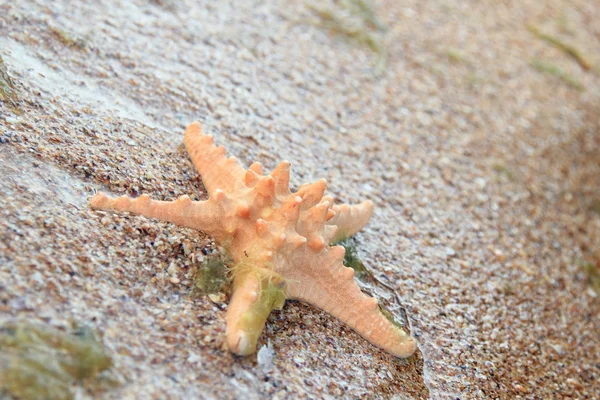 A tengerparti homok - másol hely tengeri csillag — Stock Fotó